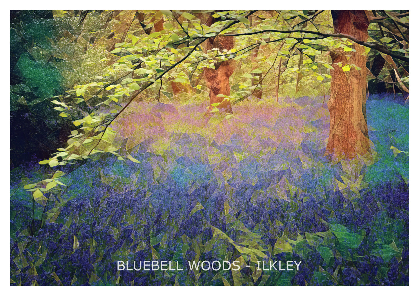 Bluebell Woods Ilkley  Print