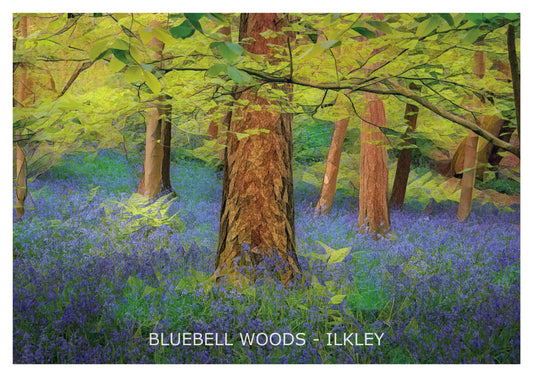 Bluebell Woods Ilkley  Print